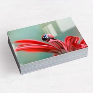 4x6 Photo Prints (24 Prints)